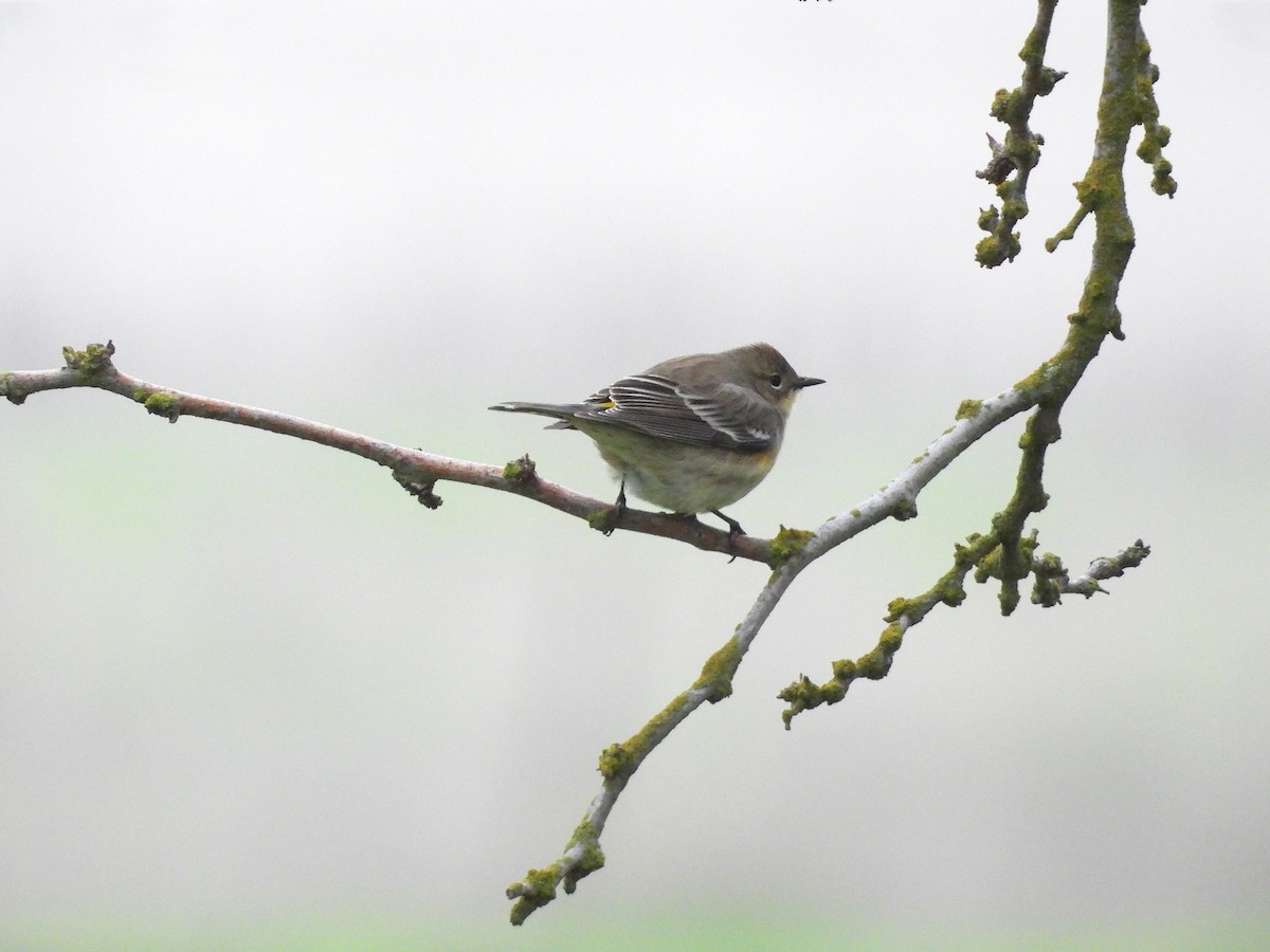 Пісняр-лісовик жовтогузий - ML646031010