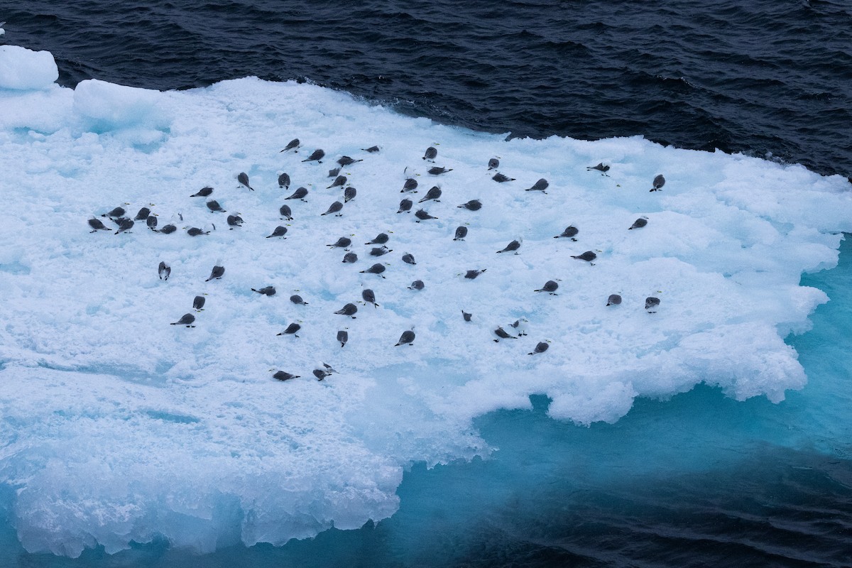 Mouette tridactyle - ML646031011