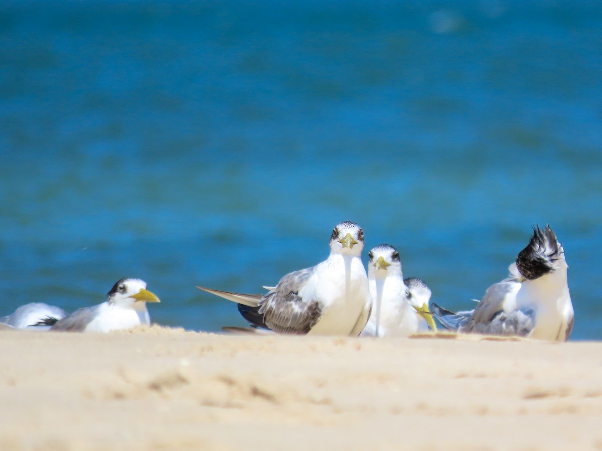 Great Crested Tern - ML646031013