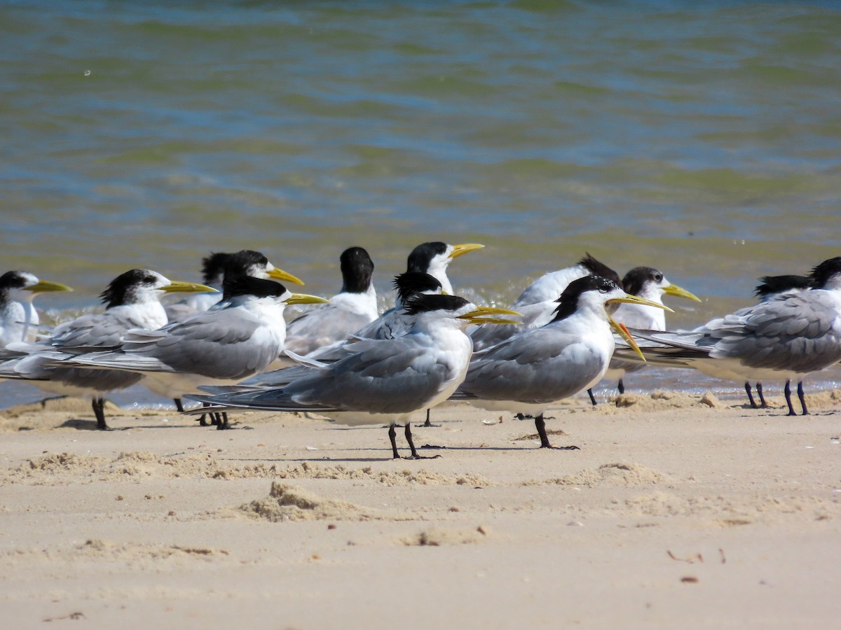 Sterne huppée - ML646031015