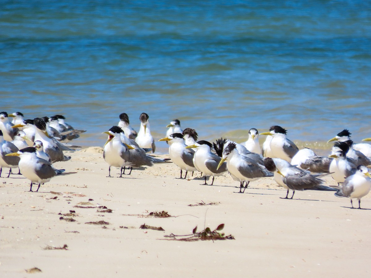 Great Crested Tern - ML646031017