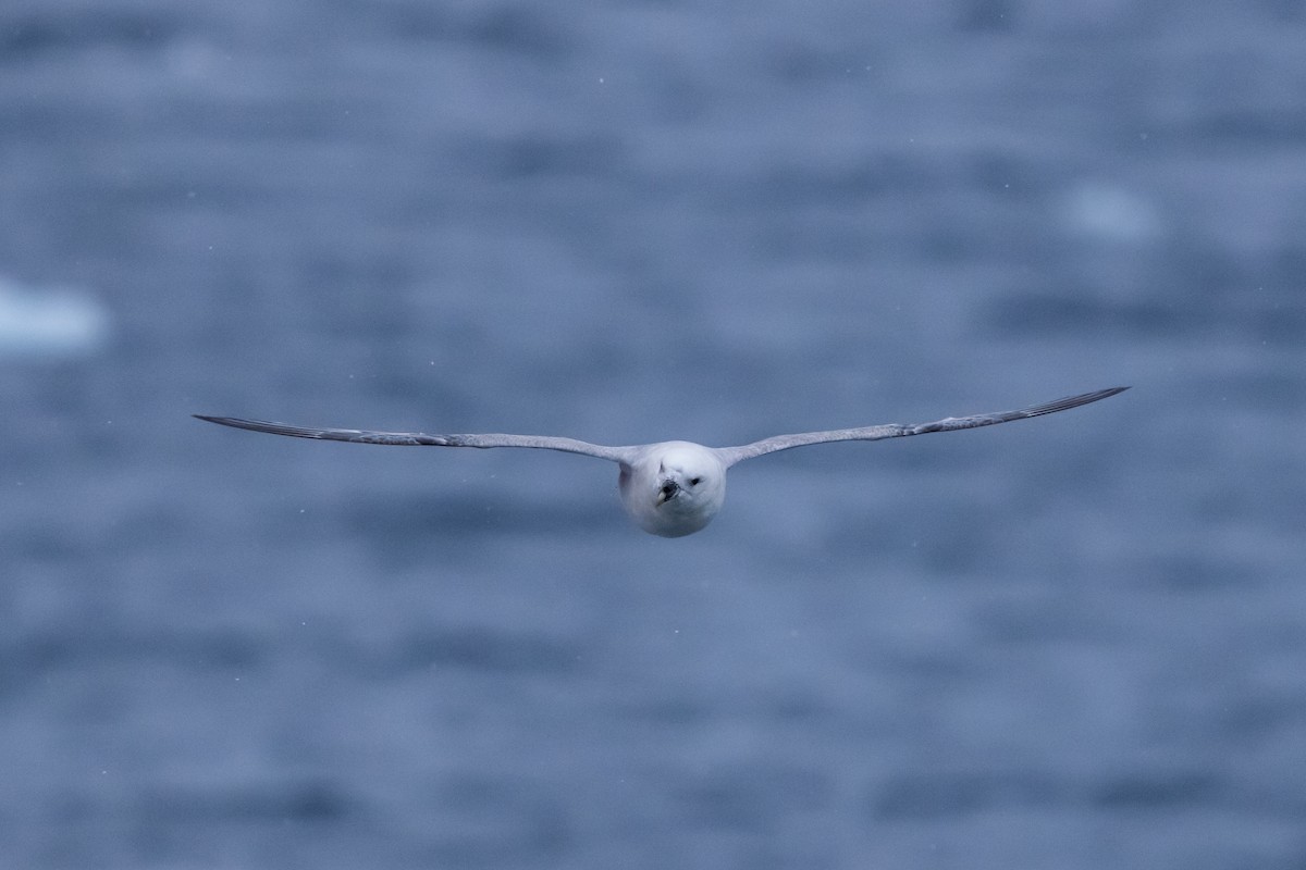 Fulmar boréal - ML646031020