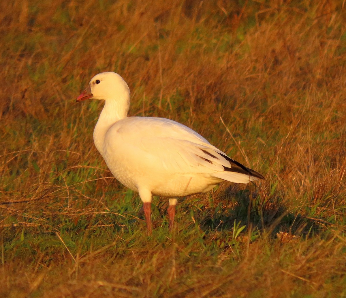Ross's Goose - ML646031021