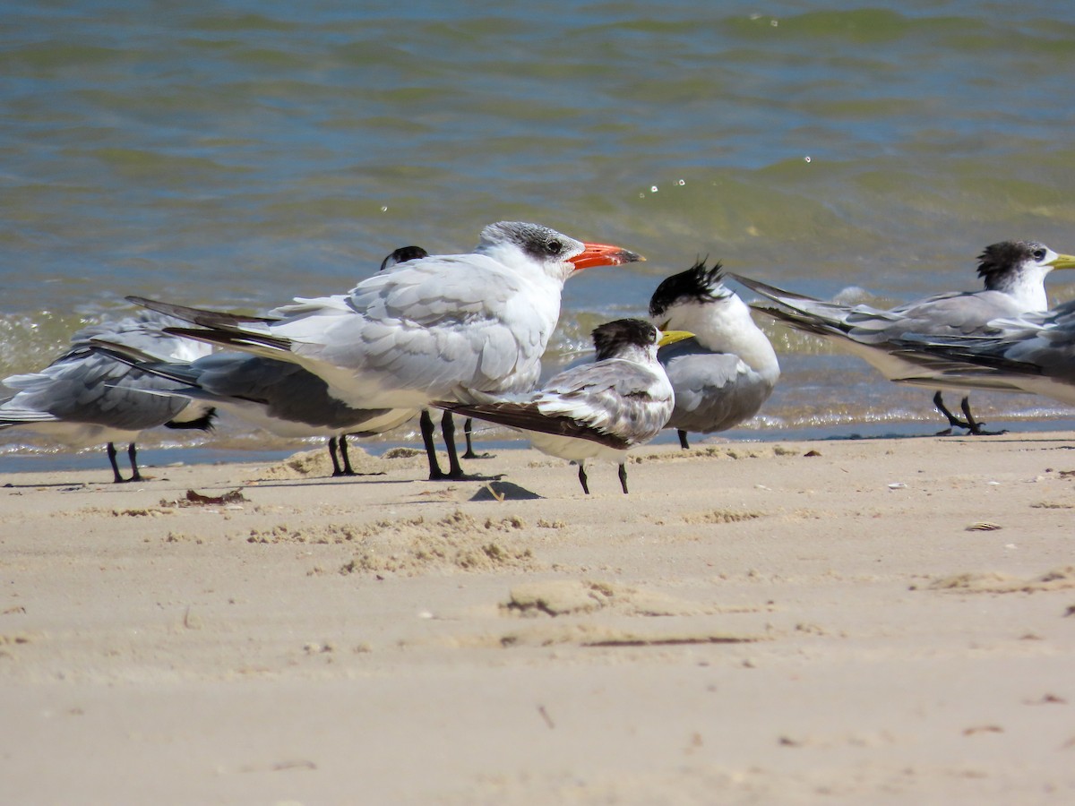 Great Crested Tern - ML646031025