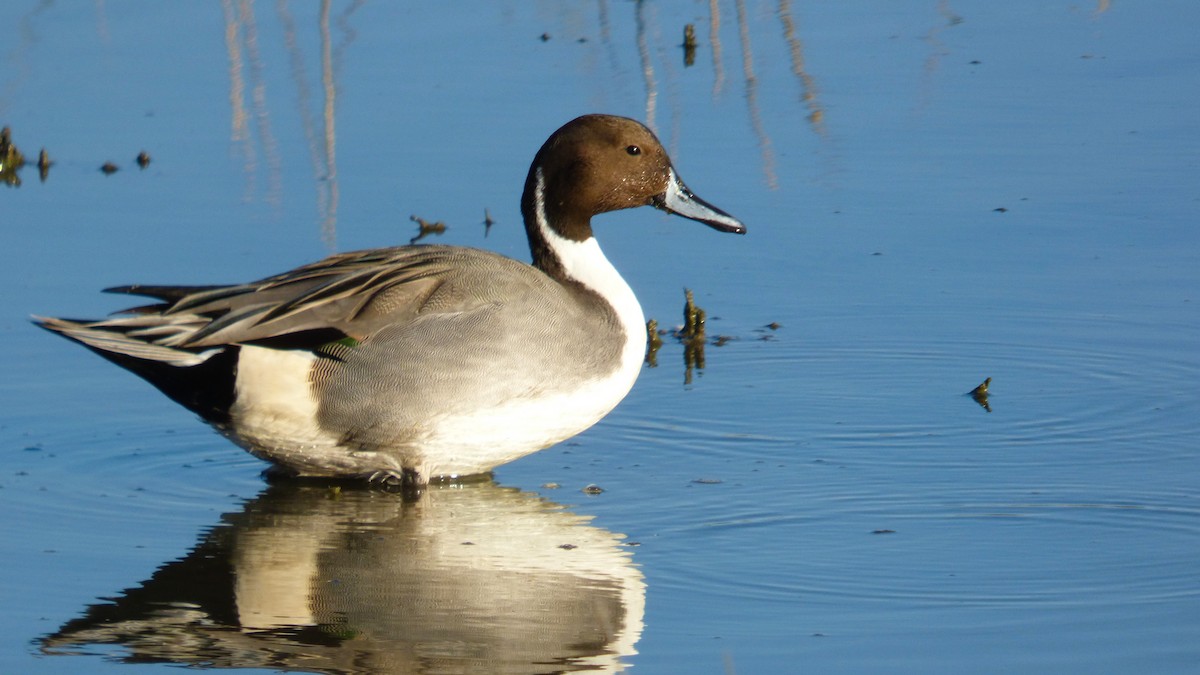 Canard pilet - ML646031026