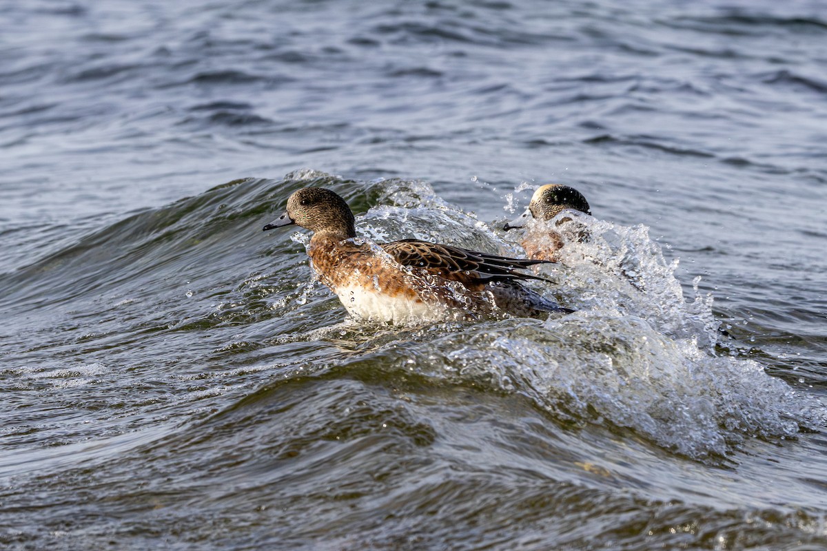 Canard d'Amérique - ML646031027