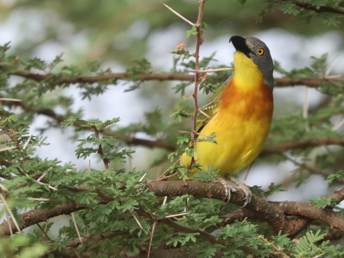 Gladiateur de Blanchot - ML646031028