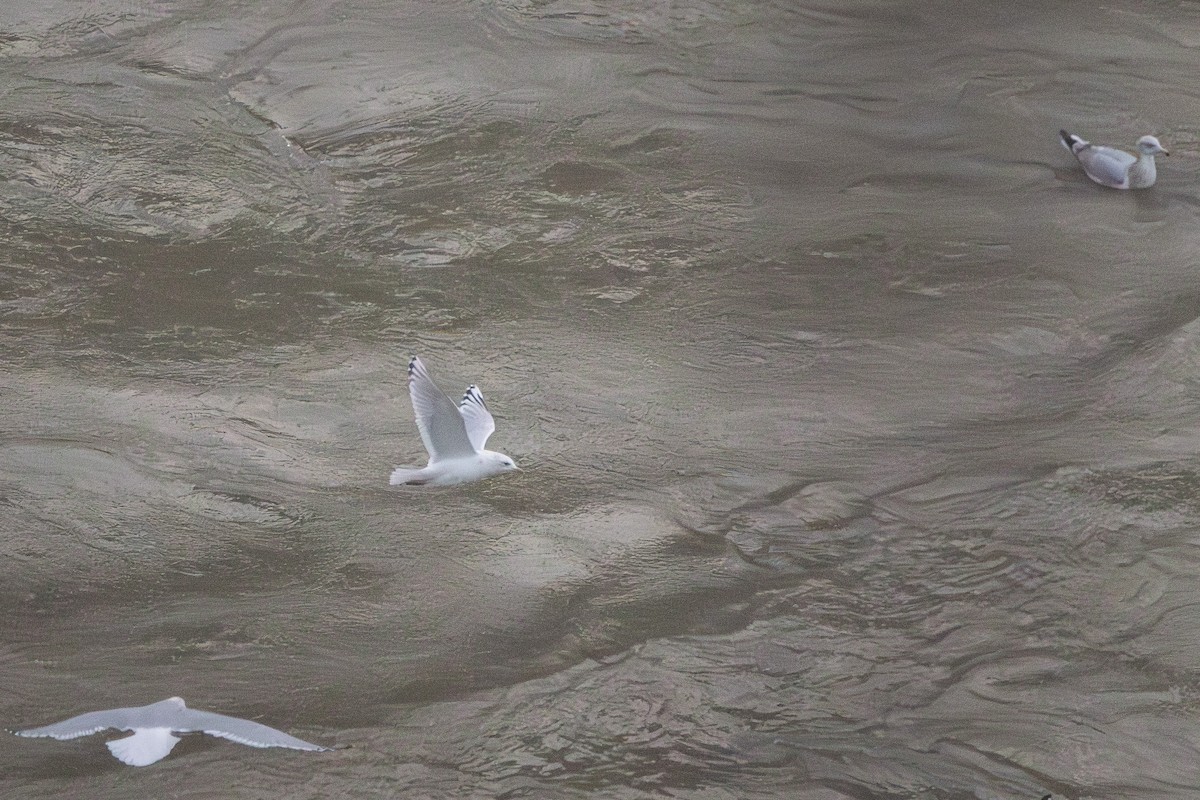 Goéland arctique (thayeri) - ML646031029