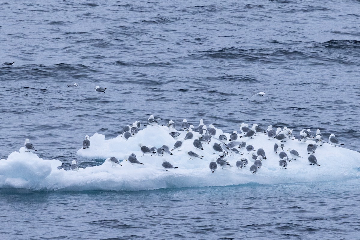Mouette tridactyle - ML646031030