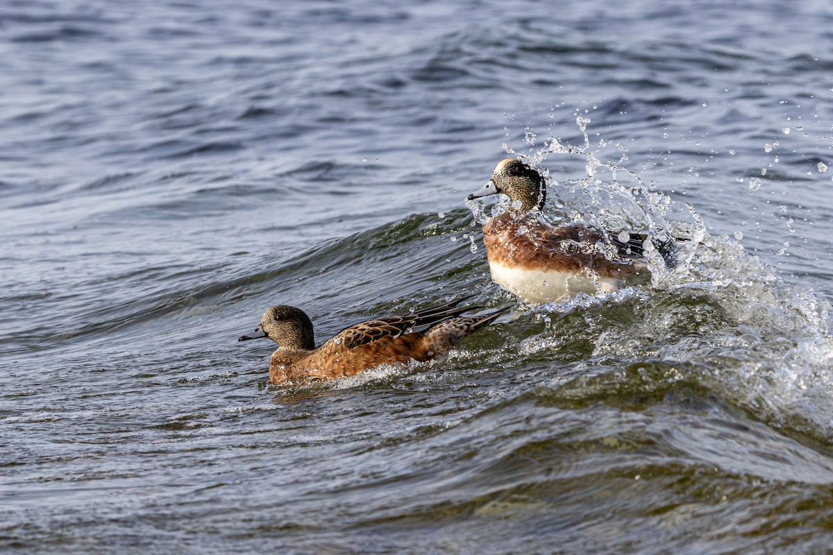 Canard d'Amérique - ML646031031