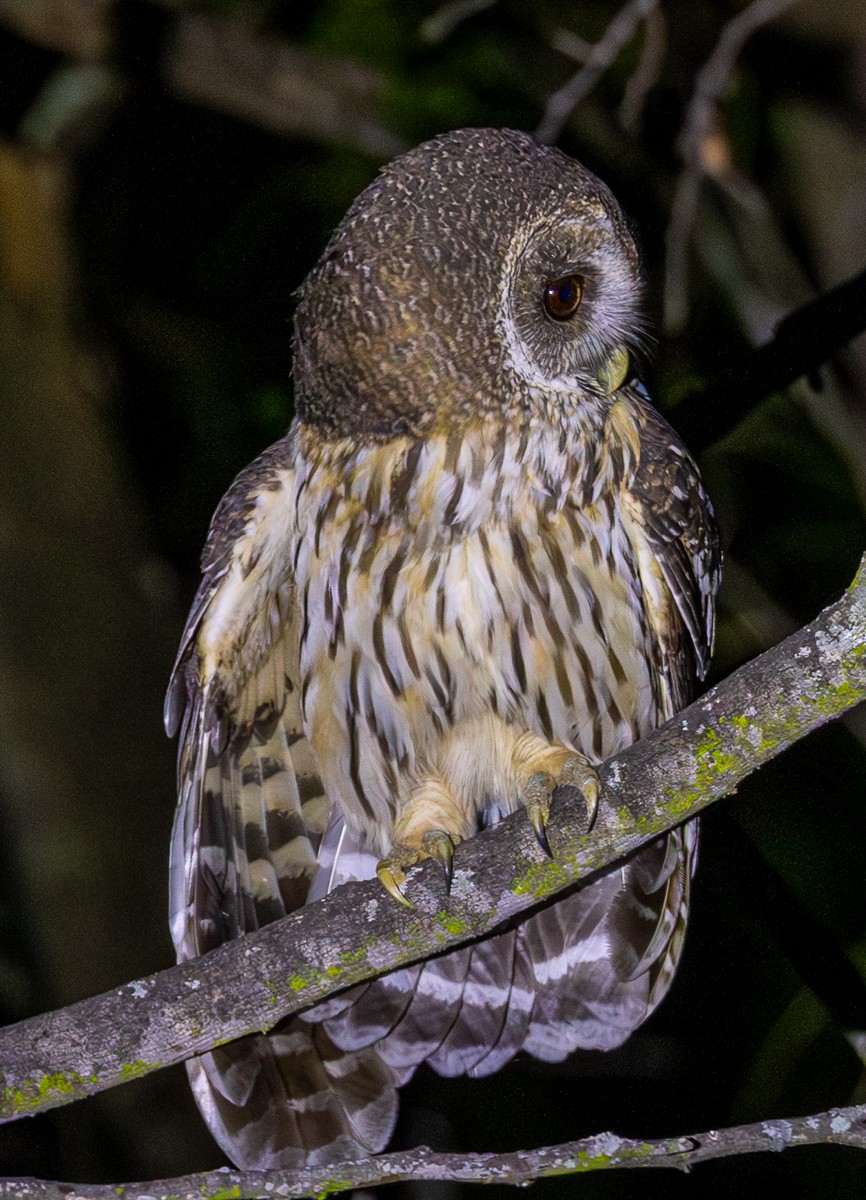 Chouette mouchetée - ML646031032