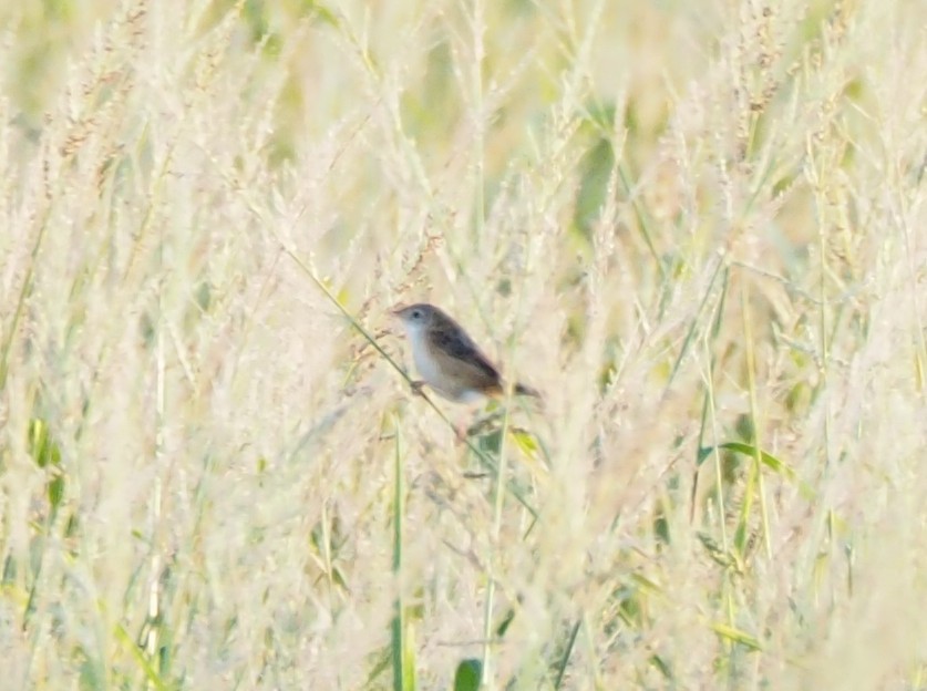 Cisticole des joncs - ML646031033