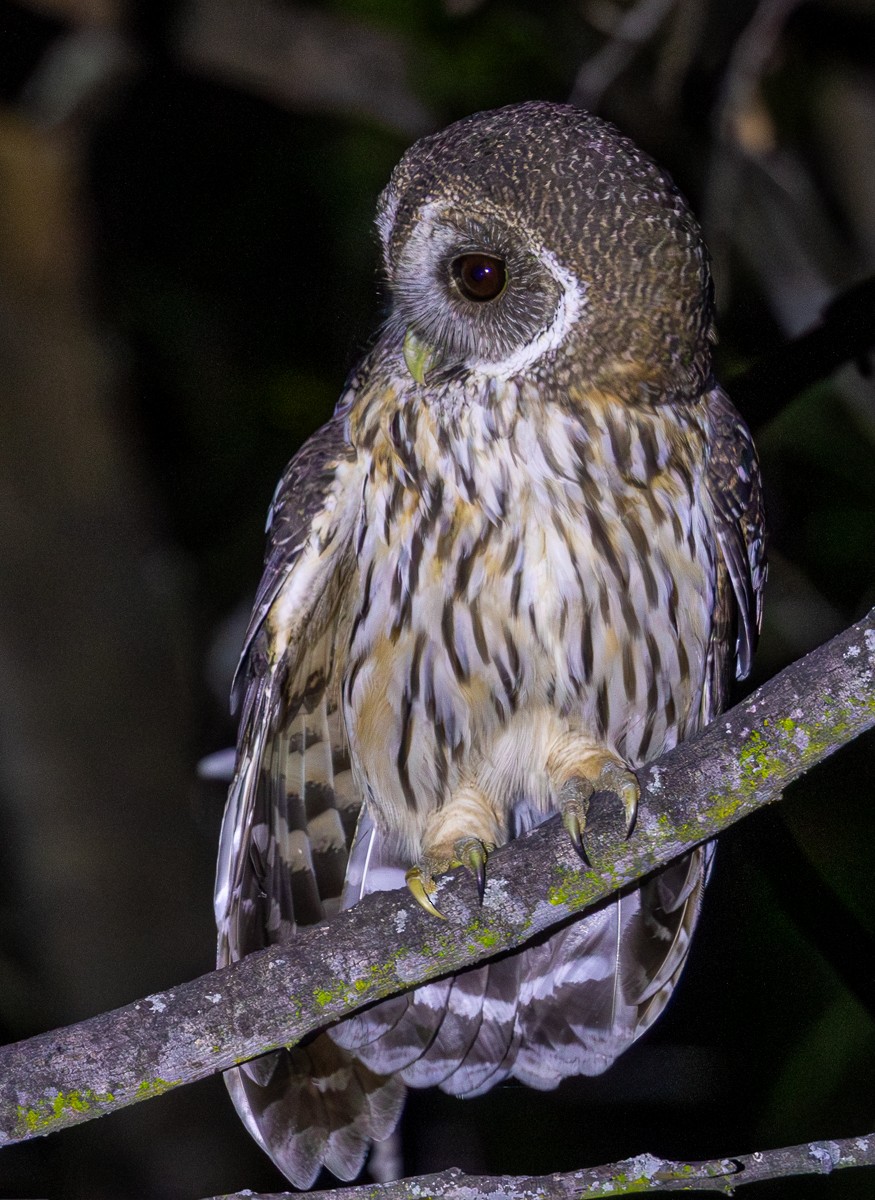 Chouette mouchetée - ML646031034