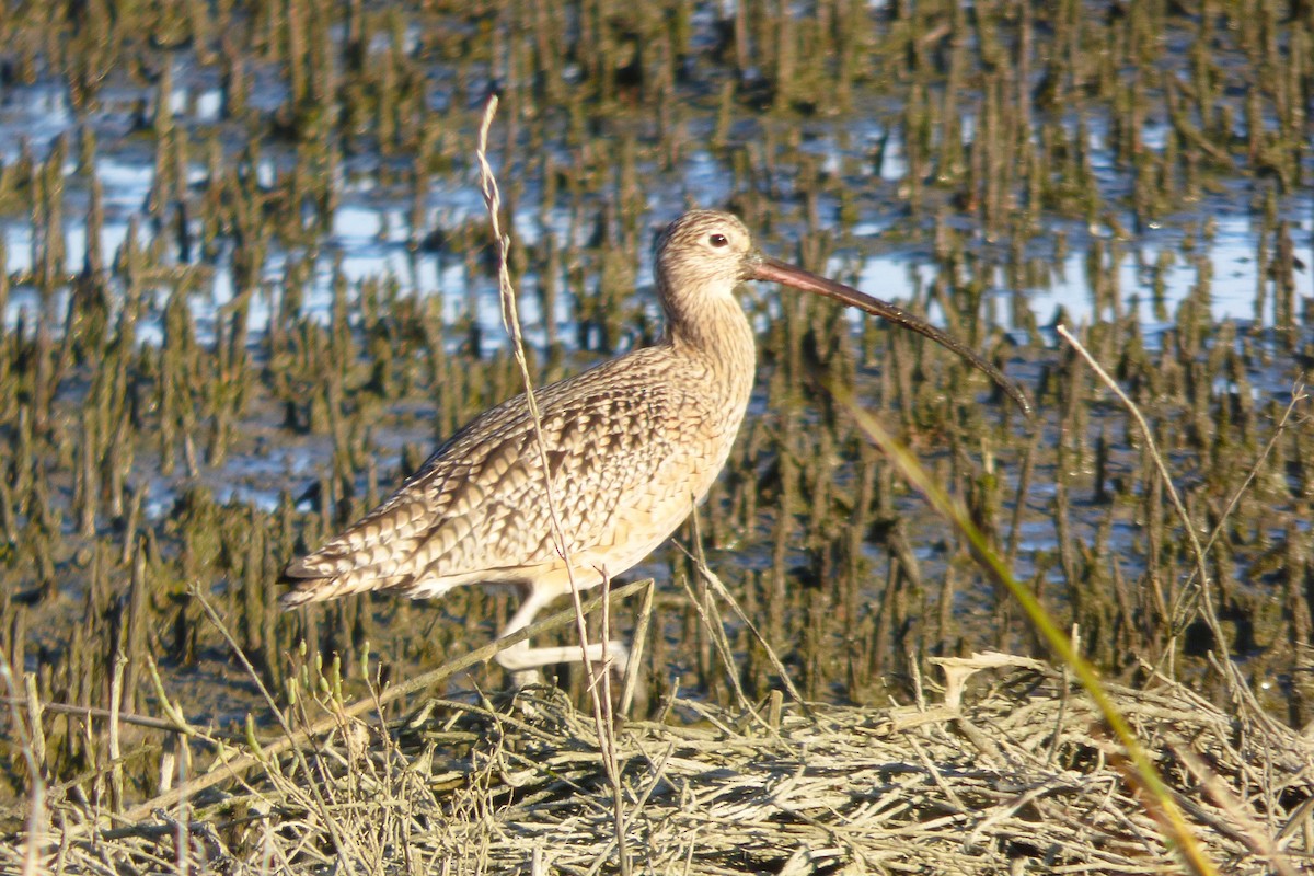 Courlis à long bec - ML646031035