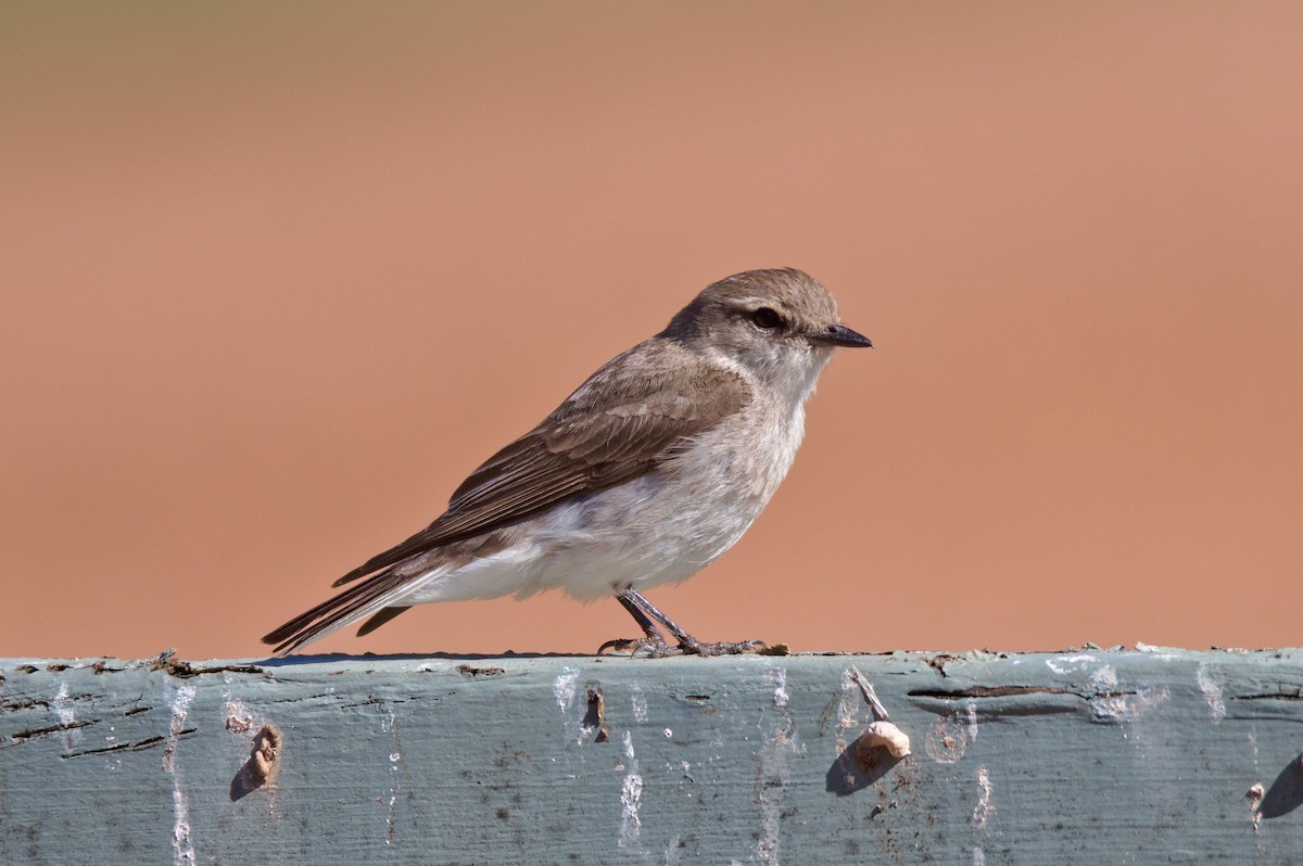 Miro enchanteur - ML646031036