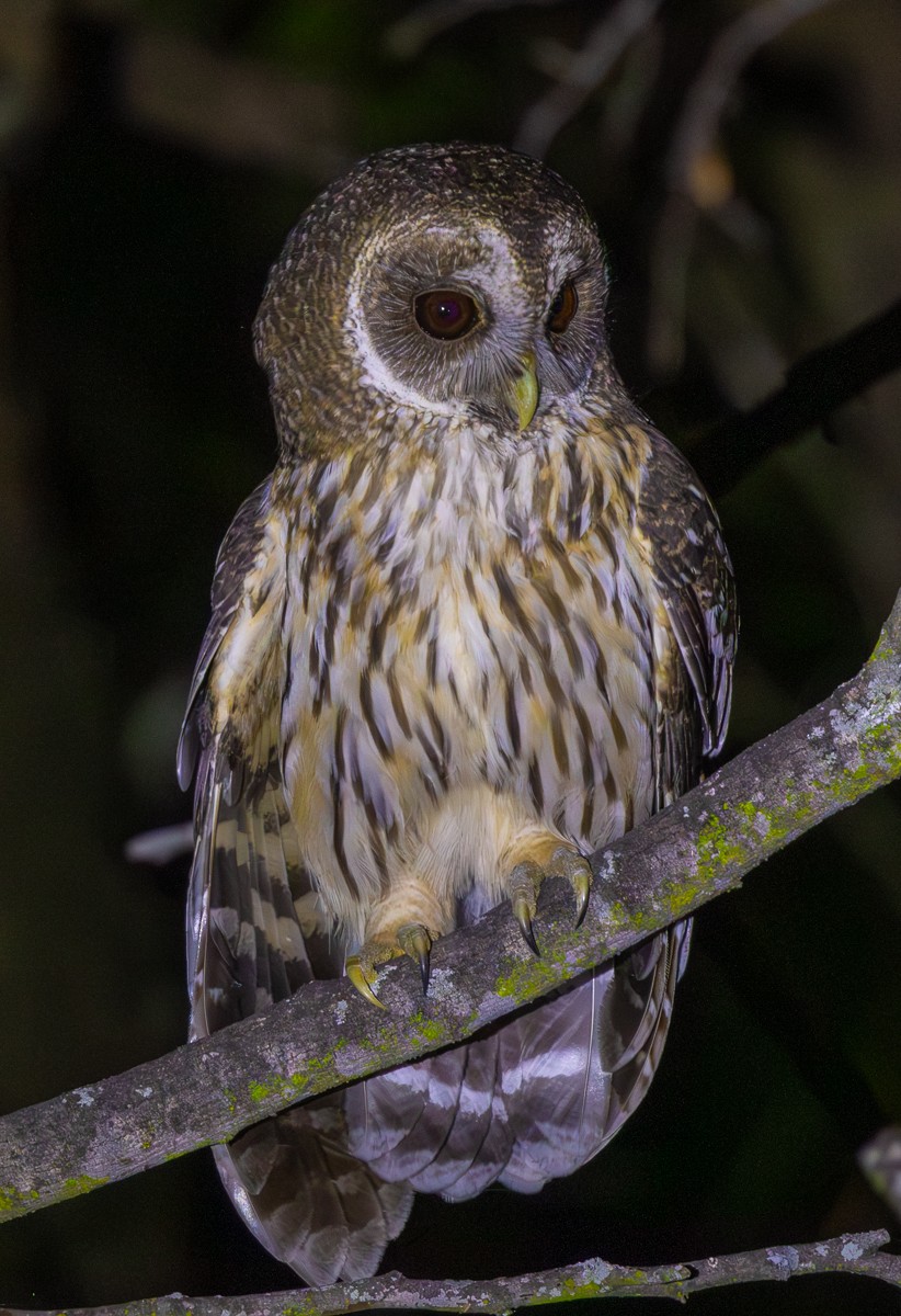 Chouette mouchetée - ML646031037