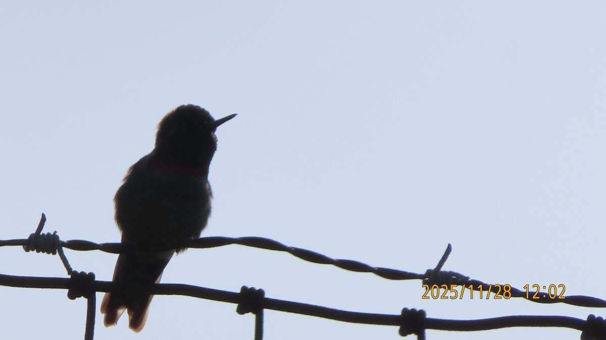 Colibri d'Anna - ML646031038