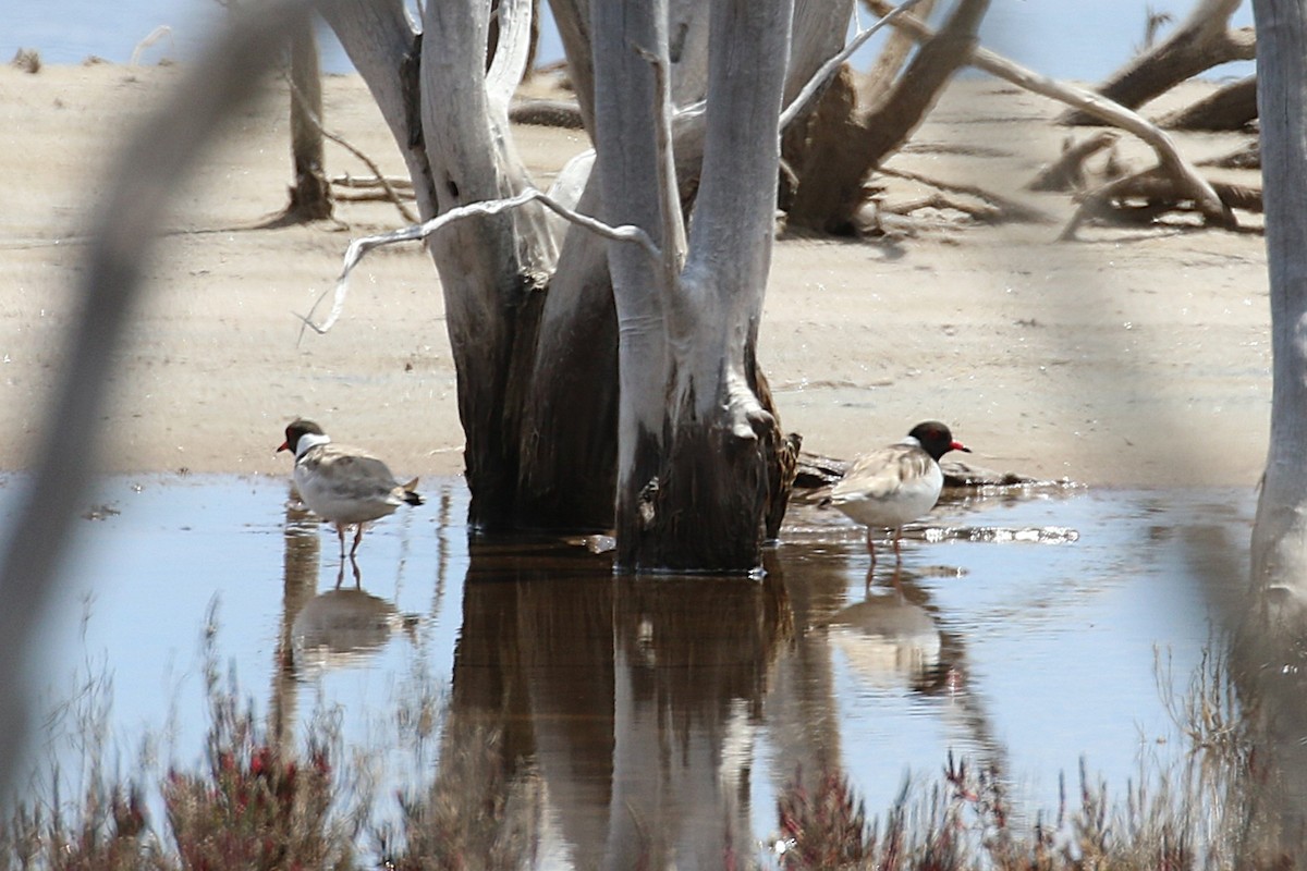 Pluvier à camail - ML646031039