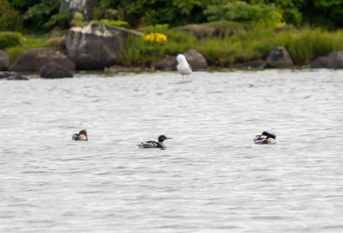 Harle huppé - ML646031040