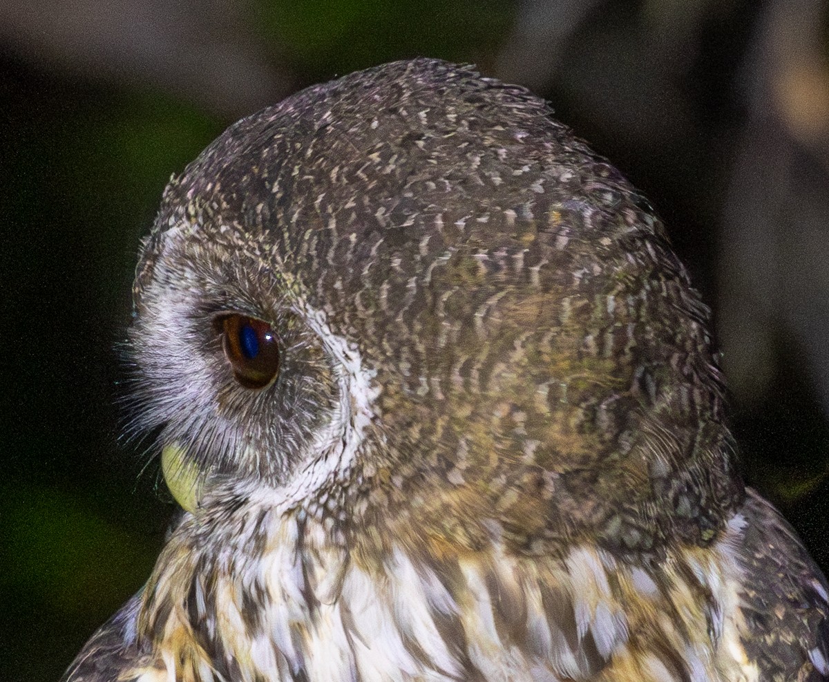 Chouette mouchetée - ML646031041