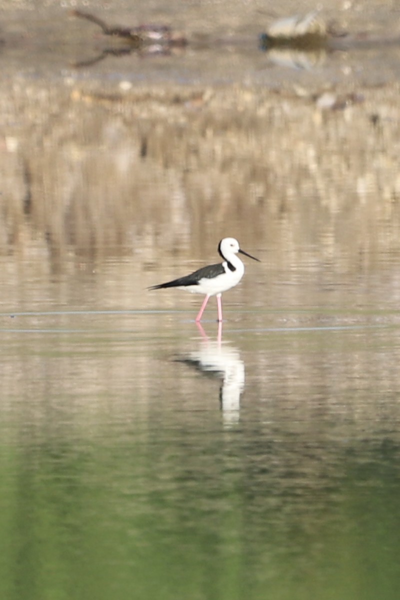 Échasse d'Australie - ML646031042