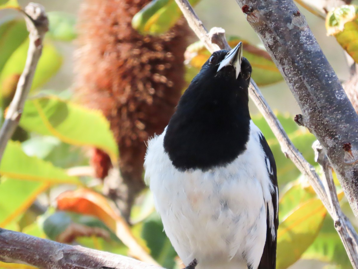 Cassican à gorge noire - ML646031043