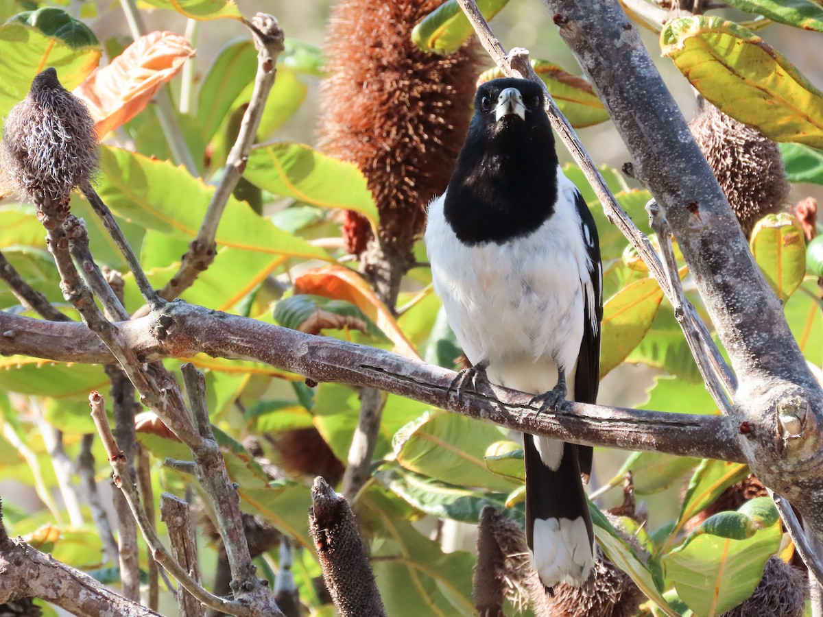 Cassican à gorge noire - ML646031044