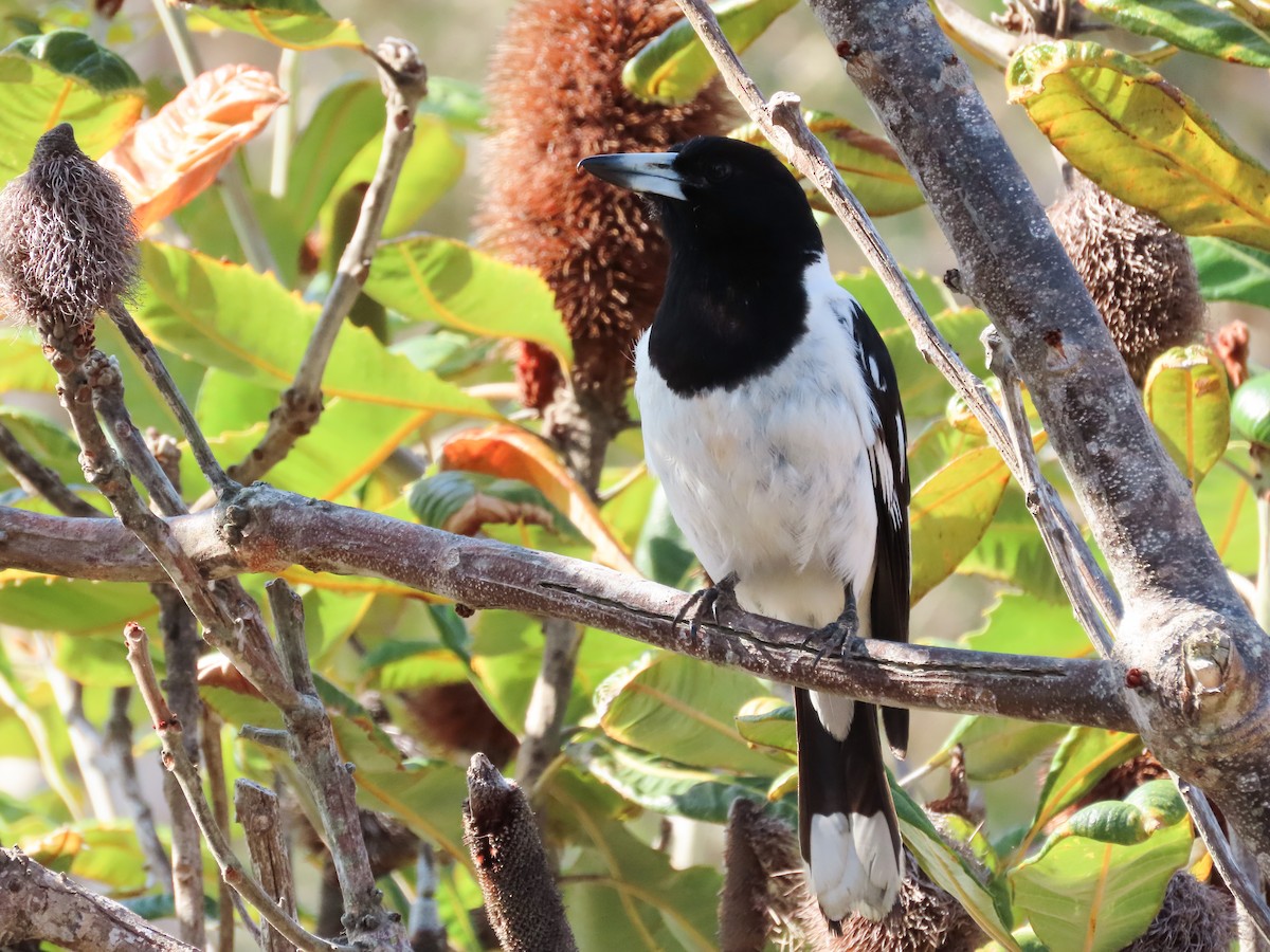 Cassican à gorge noire - ML646031045