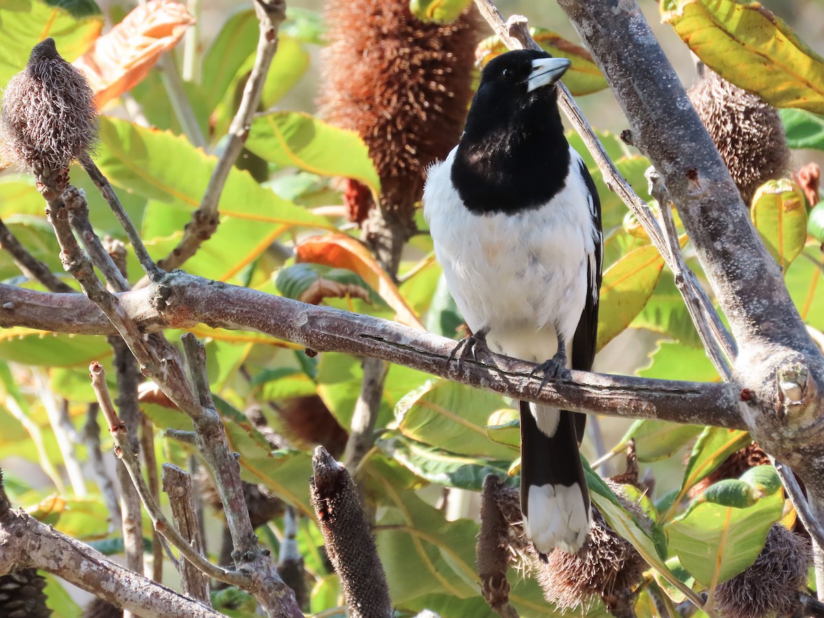 Cassican à gorge noire - ML646031046