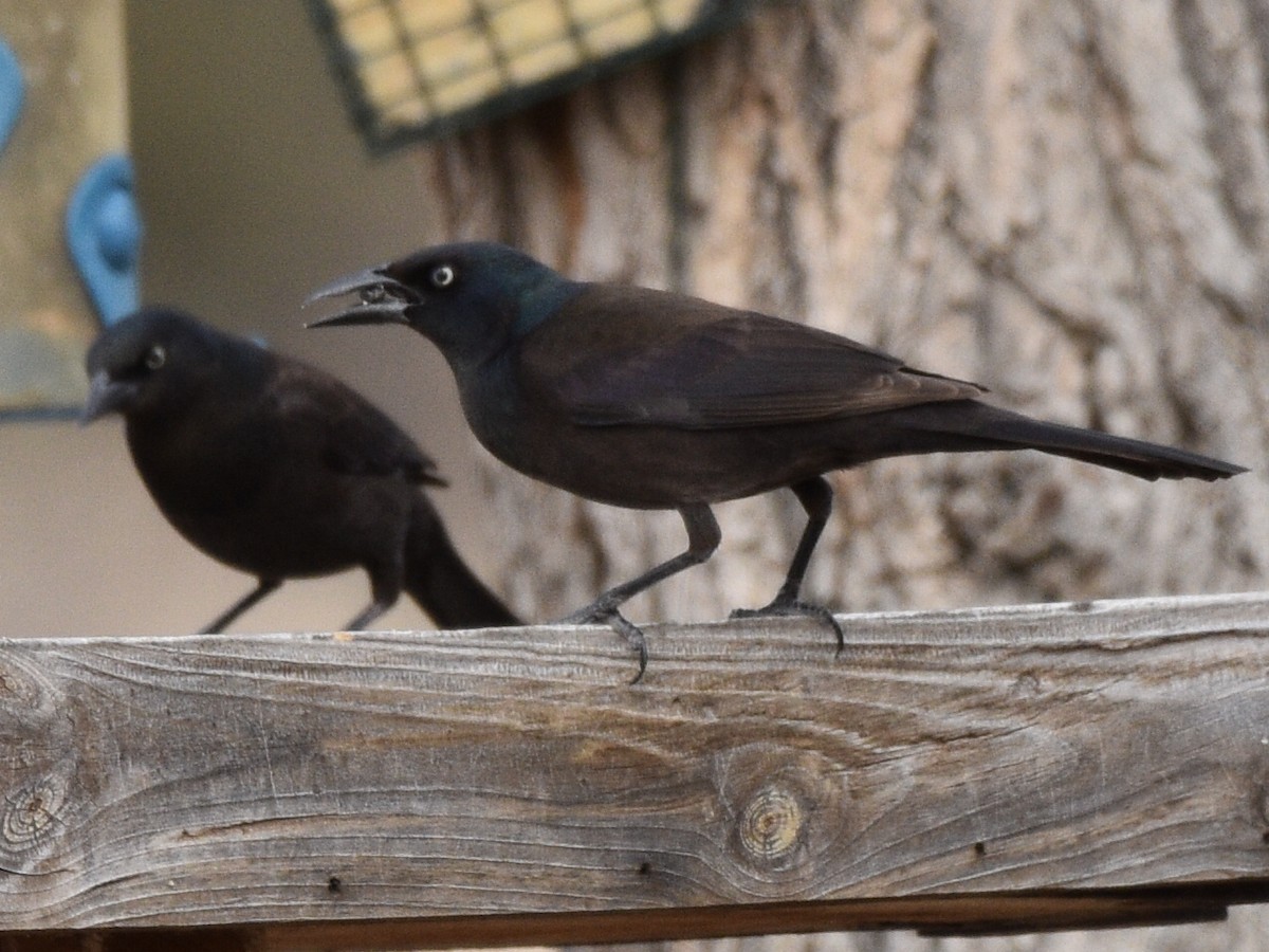 Quiscale bronzé - ML646031048