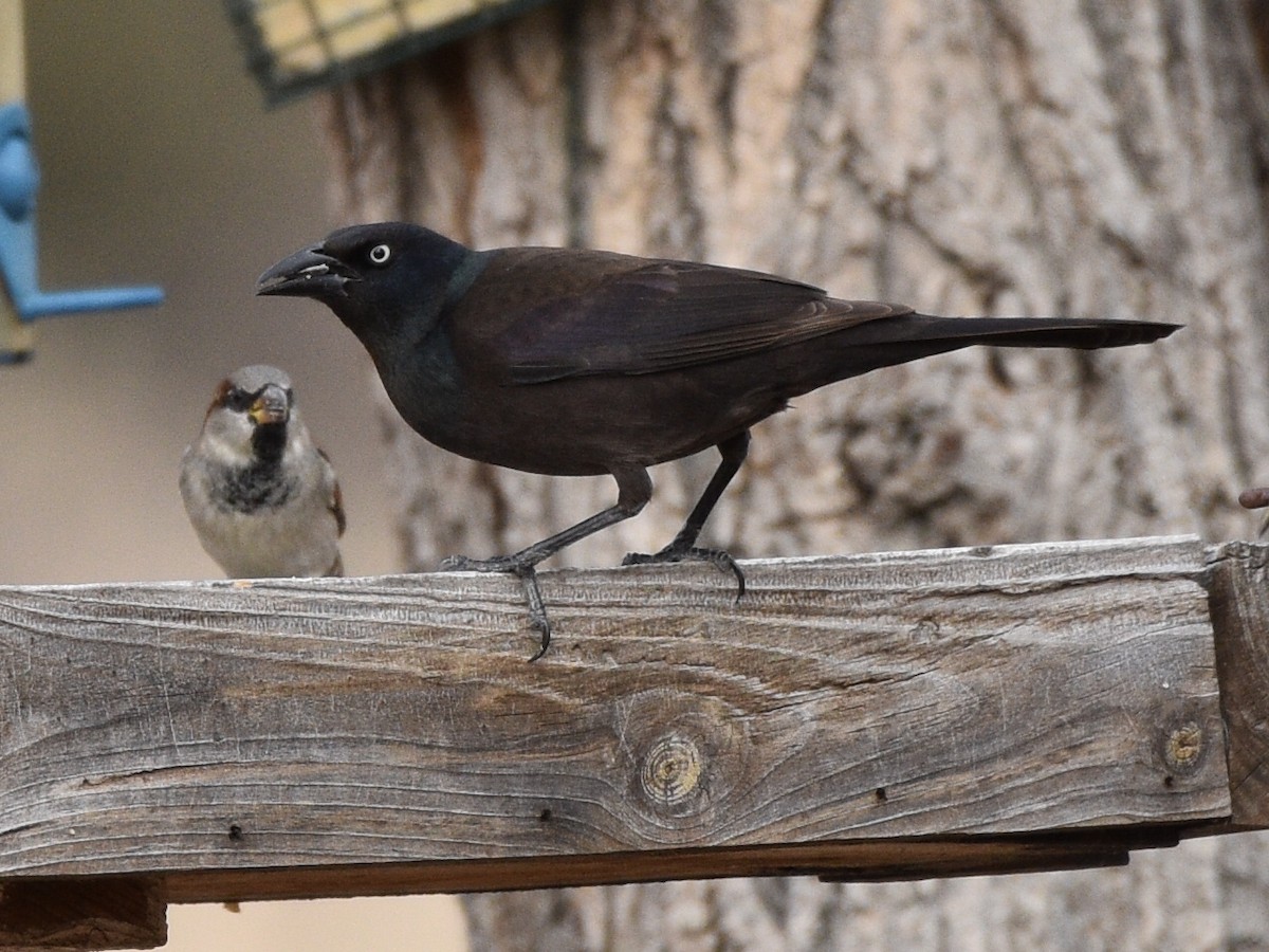 Quiscale bronzé - ML646031049