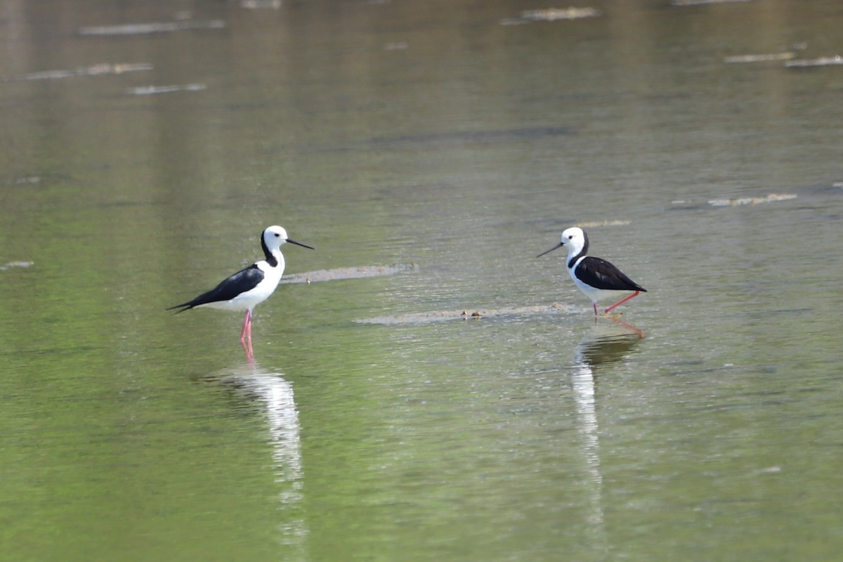 Échasse d'Australie - ML646031051