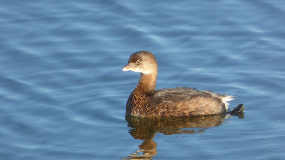 Grèbe à bec bigarré - ML646031052