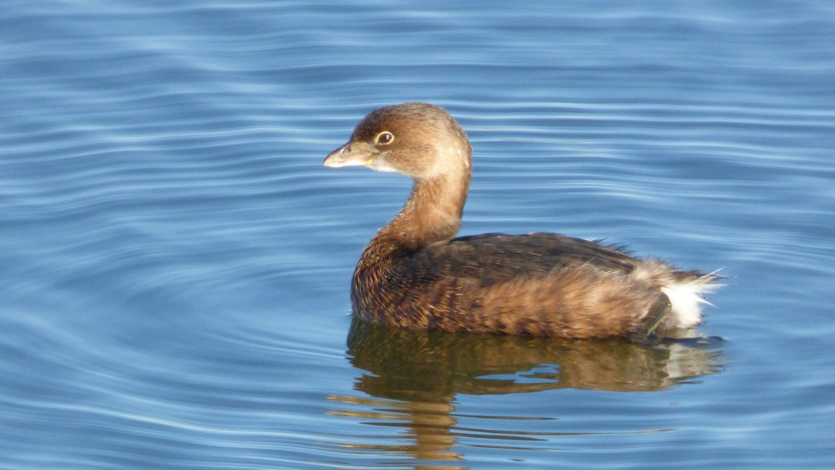 Grèbe à bec bigarré - ML646031053