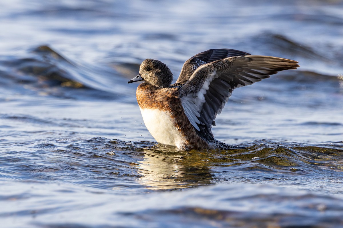 Canard d'Amérique - ML646031054