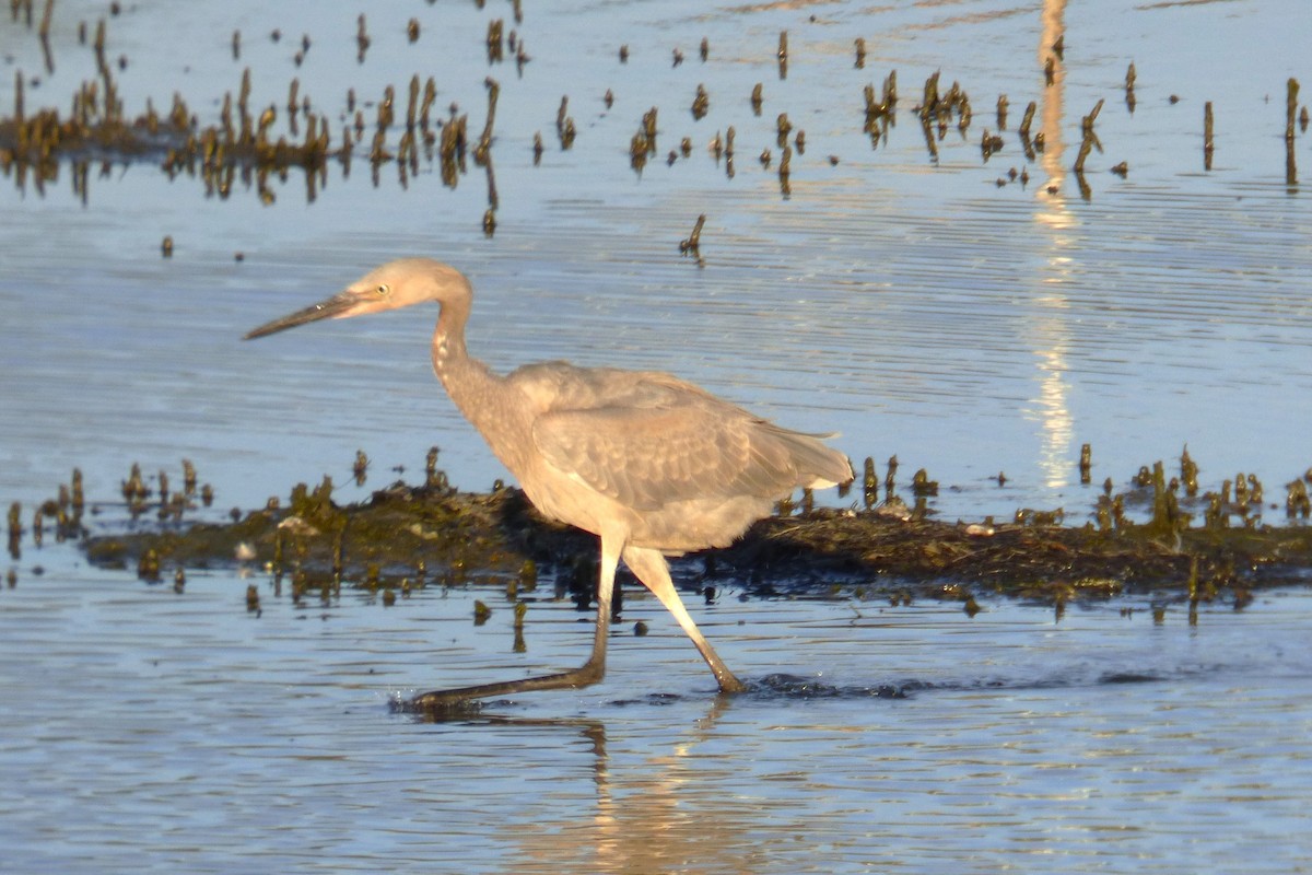 Reddish Egret - ML646031058