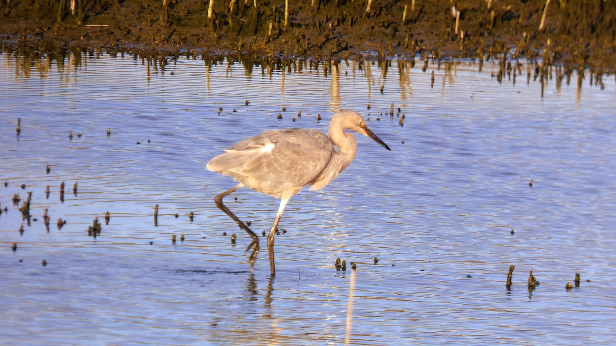 Reddish Egret - ML646031059