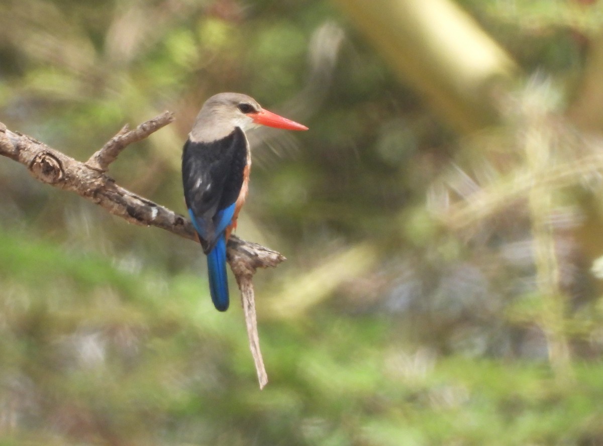 Gray-headed Kingfisher - ML646031062