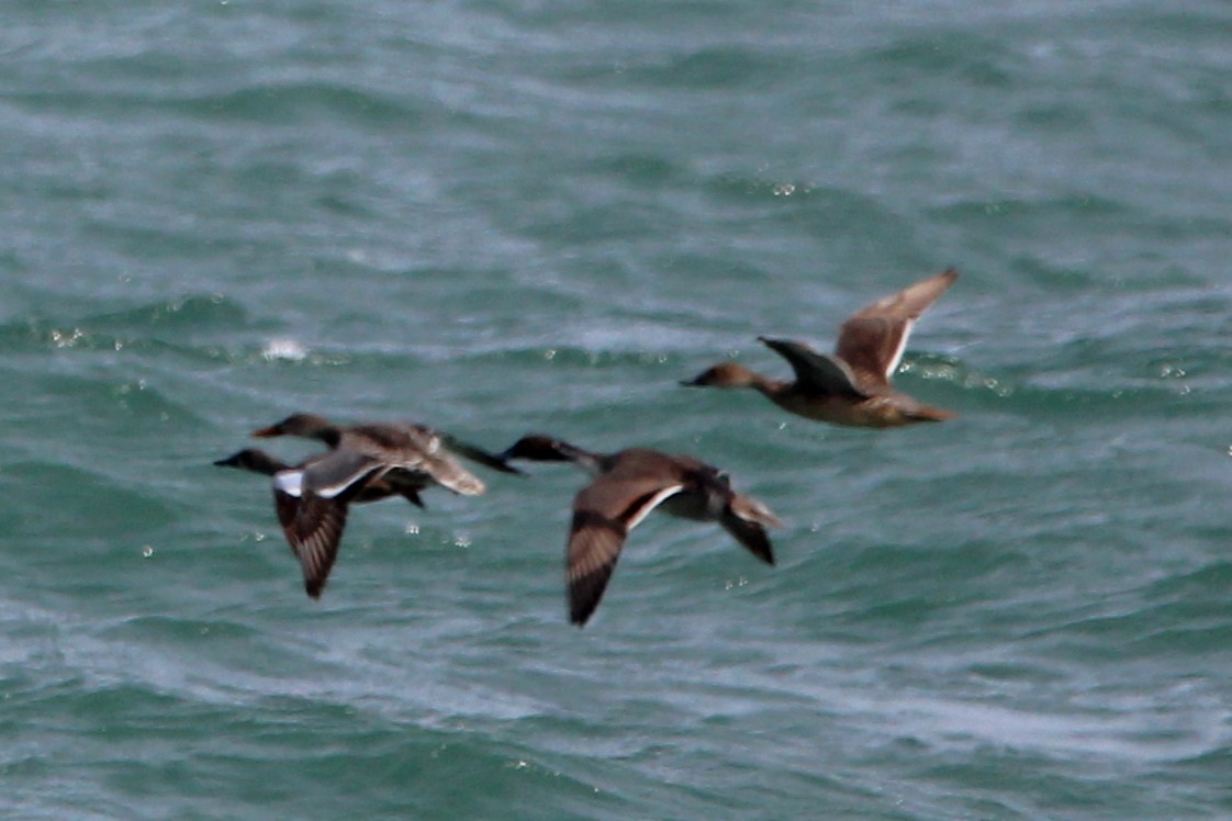 Northern Shoveler - ML646031064