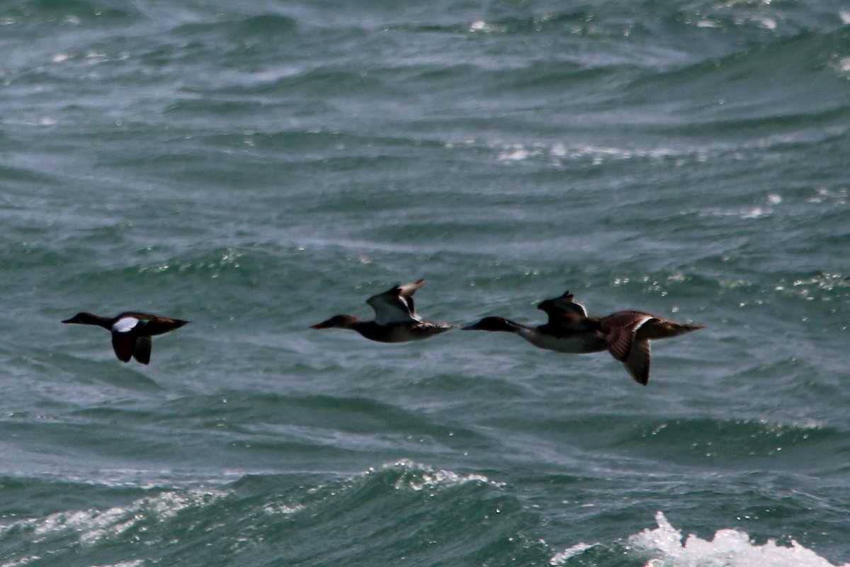 Northern Shoveler - ML646031065