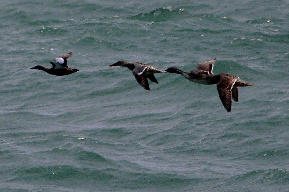 Northern Shoveler - ML646031066