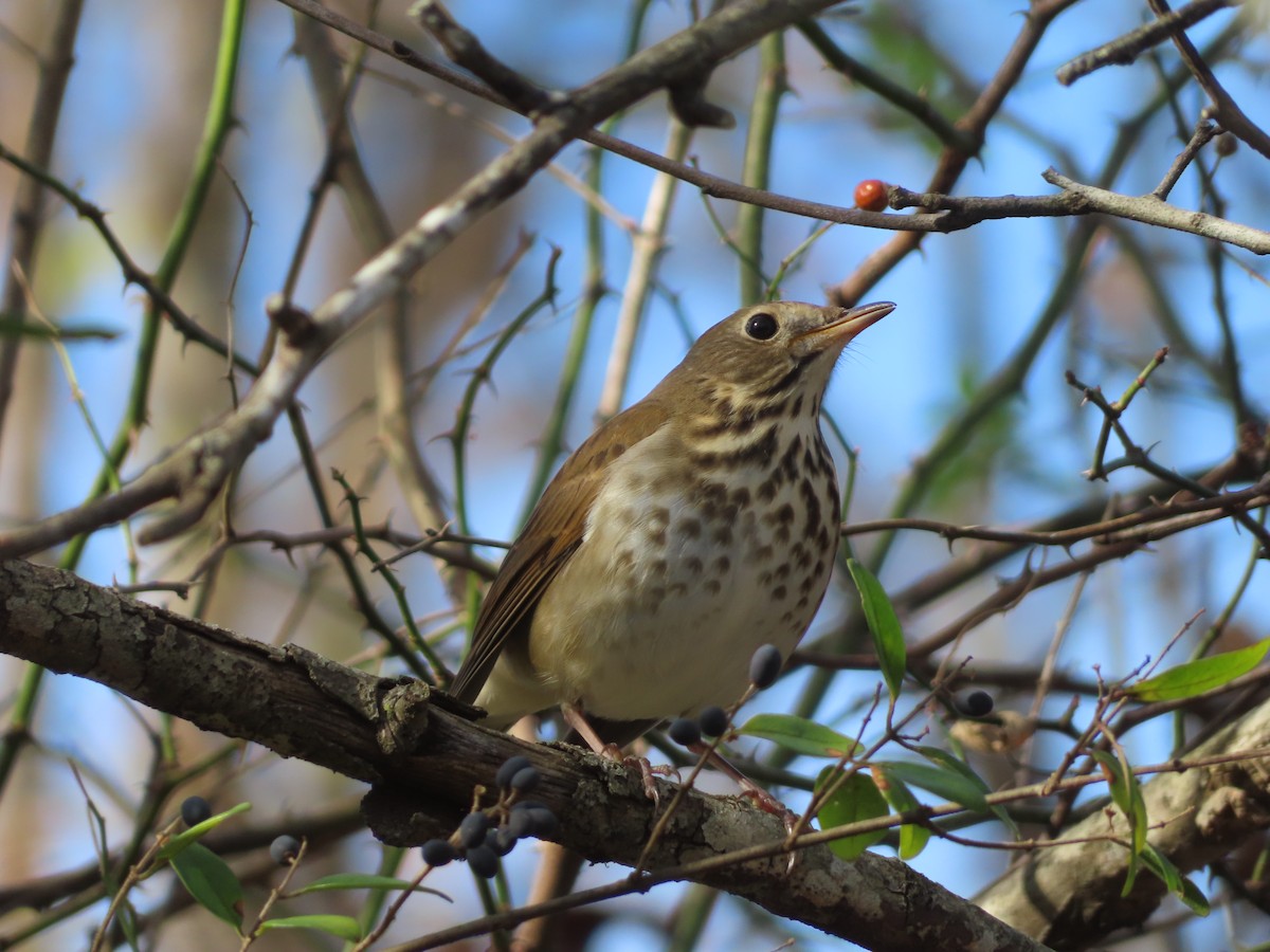 Hermit Thrush - ML646031068