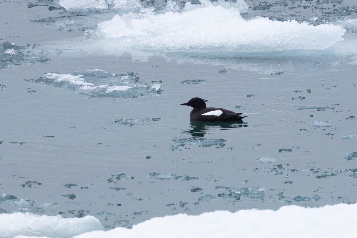 Guillemot à miroir - ML646031069