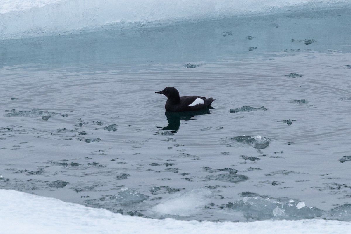 Black Guillemot - ML646031073