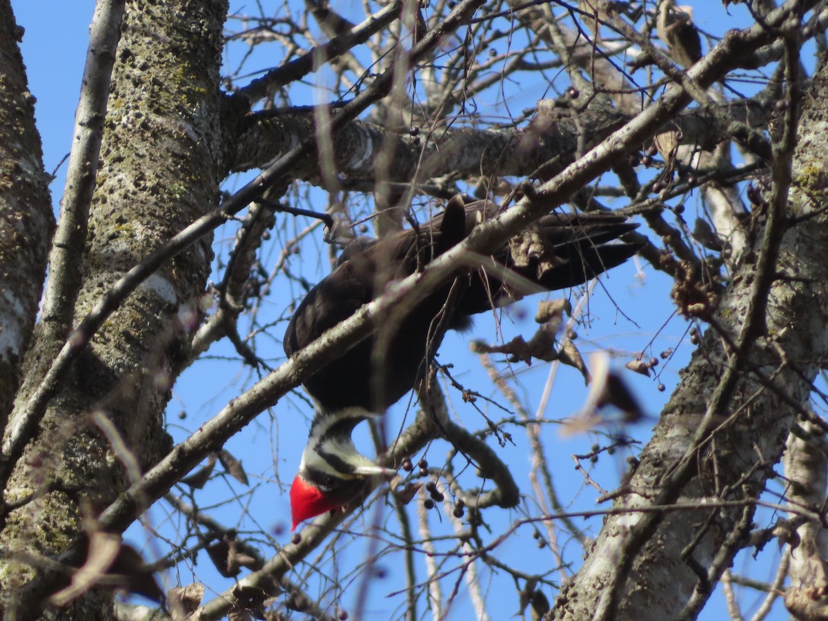 Pileated Woodpecker - ML646031074