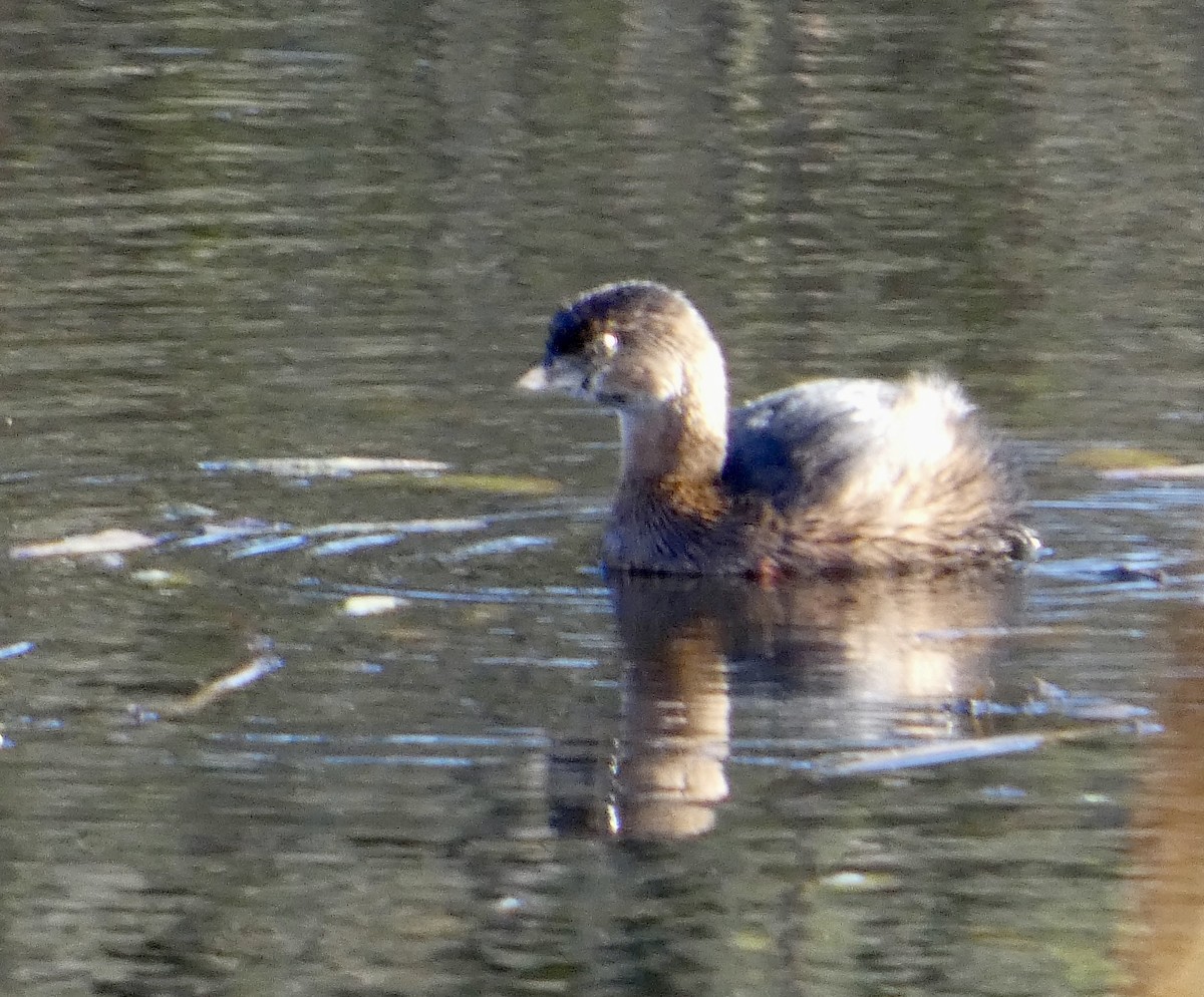 Pied-billed Grebe - ML646031075