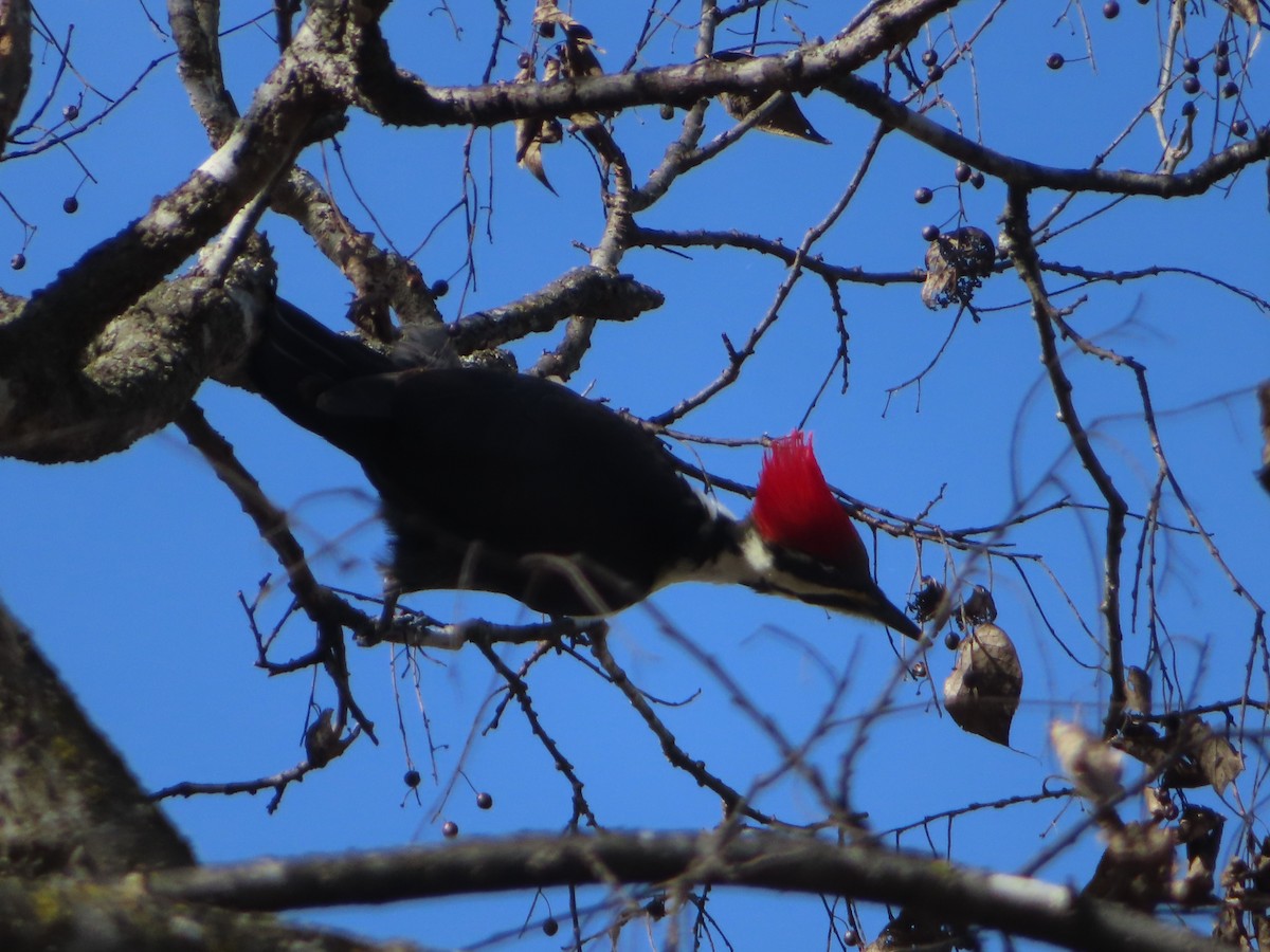 Pileated Woodpecker - ML646031076