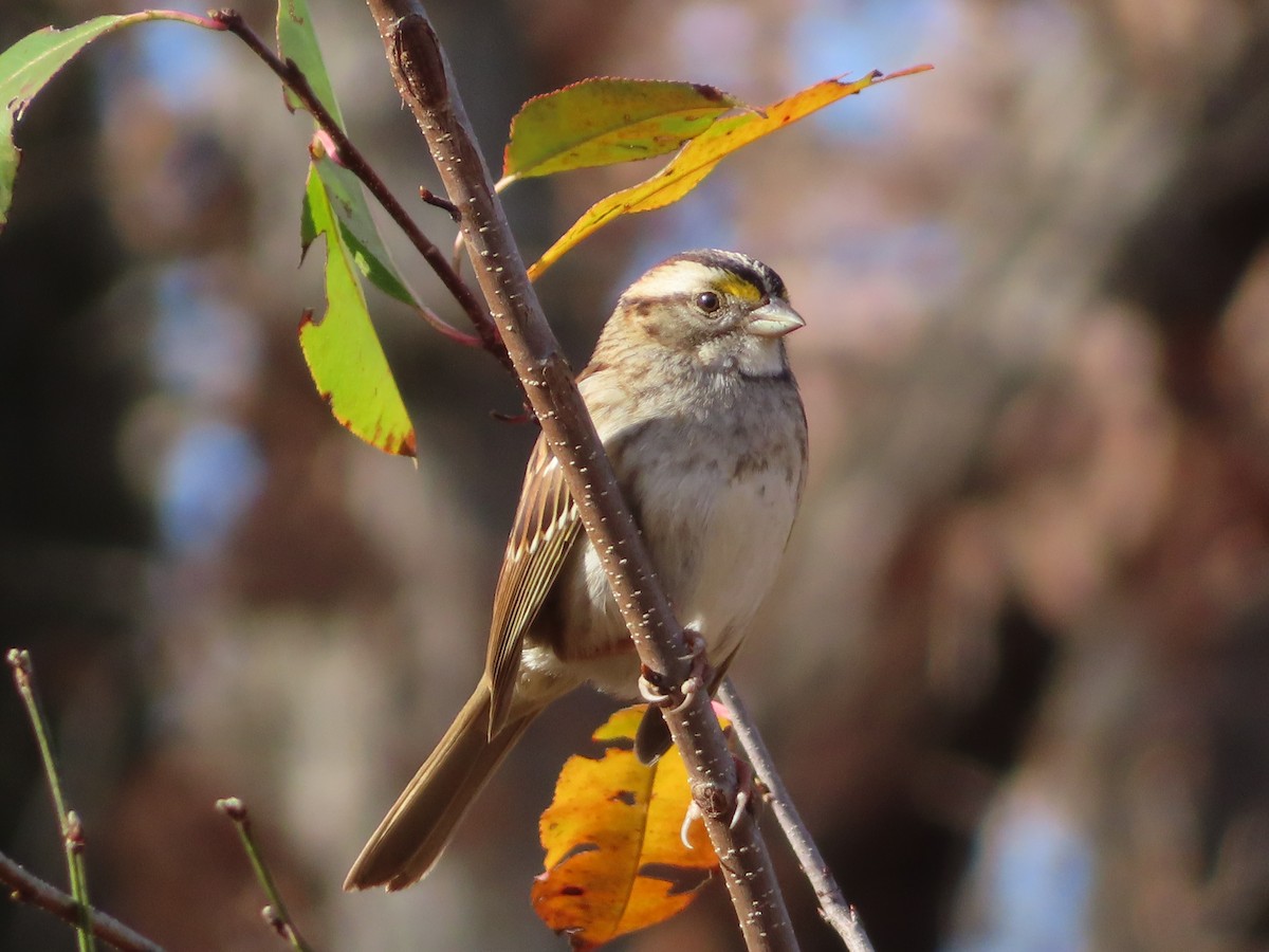 White-throated Sparrow - ML646031077