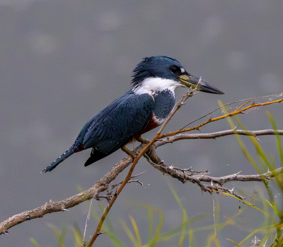 Ringed Kingfisher - ML646031078