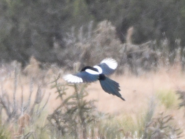 Black-billed Magpie - ML646031079